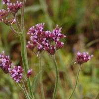 Verbena bonariensis L.